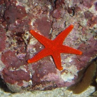 ikan hias air laut - bintang laut merah