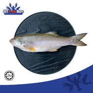FROZEN SENANGIN CLEANED 冷冻(清肚)马友鱼 - GST FRESH MART