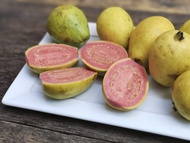 ต้นกล้า ฝรั่งขี้นก ใส้แดง ฝรั่งขี้นกไส้ชมพู ต้นกล้าละ 12 บาท Red Guava or Pink guava ฝรั่งขี้นก