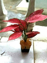 Aglaonema Red Anjamani Pra Dewasa