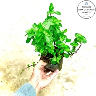 Basil - Mint Basil