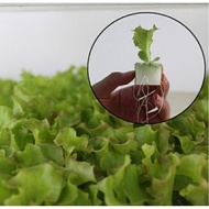 [96 cubes per Sheet] Sponge Hydroponic Aquaponic Seed Germination Semai Benih Hidroponik Akuaponik