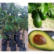 Pokok Hidup Avocado Hybrid