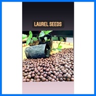 ╭ ✪ ❋ Laurel Bayleaf Seeds for Planting high germination Rate