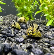 Nerite Snail Thorn freshwater(no DOA)