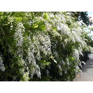Pokok bunga menjalar white sandpaper vine @ white Queen’s wreath @ petrea volubilis ‘Alba’
