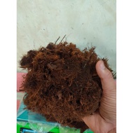 Moss Hitam Media Tanam Anggrek Spaghnum Akar Kadaka Asli Hutan Non Steril 1kg