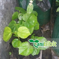 Bibit Pohon Buah Mamey Sapote Peruvian Chuva Sawo Raksasa Jumbo Unik