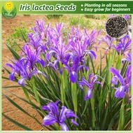 100% Legit Iris lactea Plant Seeds Horse Orchid Flower Seeds for Planting & Gardening (50 Seed) Bons