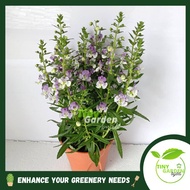 LIVE PLANT | Euryops Purple Flowering Plant Pokok Bunga Outdoor Indoor Plants (FLB060)