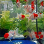 ikan mas koki oranda red cap jambul / ikan hias aquarium