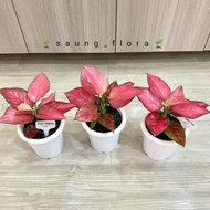 Aglaonema pink catrina lokal // Tanaman aglaonema pink catrina murah