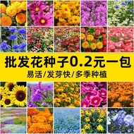 Sunflower Four Seasons Daisy Cosmos Seed Sunflower Gypsophila Flower
