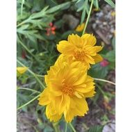 Biji bunga Cosmos/ Cosmos Sulphureus seed Yellow