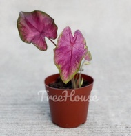 บอนสี มณีอัมพวา (Caladium sp.maneeampawa) กระถาง 4 นิ้ว