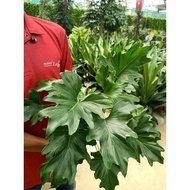 [Paling Horticulture Sdn Bhd] Philodendron Xanadu | Indoor Plant | Pokok Hiasan Hidup Dalam Rumah