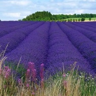 Lavender seeds Four seasons easy to plant noble ladies Provence Lavender seeds P現貨薰衣草种子四季易种贵妇人普罗旺斯薰衣