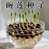 Hydroponic Flower Hydroponic Lotus Seed Four Seasons Lotus Lotus Seed Lotus Root Green Plant Hydropo