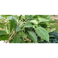 Keratan batang benih daun ayam  6 - 12 inci makanan ayam