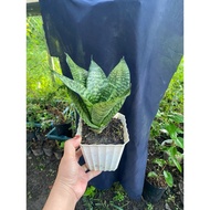 Small tabletop dwarf snake plant. Decoration, gift