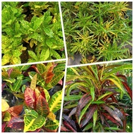 Pokok Bunga Puding (Beraneka Jenis)