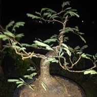 bonsai lamtoro