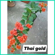 ◶ ▦ SALE!! BOUGAINVILLEA CUTTINGS