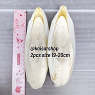 2pcs size 19-20cm Cuttlefish Bone Calcium Squid Shell Cuttlefish Bone Natural Nutrition Export Quali