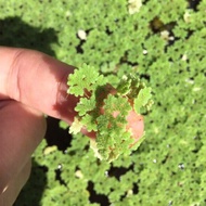 🦚80% Azolla Tumbuhan Air Water Floating Plant Cantik Kolam Fish Pond makanan itik ikan aquarium