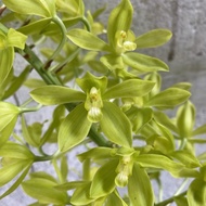 Anggrek grammatophyllum citrinum