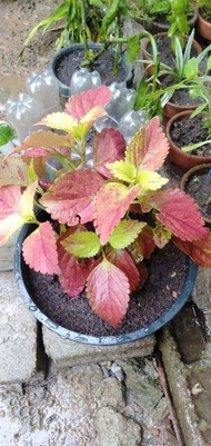 Mayana/coleus live plant