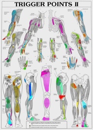 Human Body Science School Education Trigger Points Chart Informational Anatomy Painting Canvas Poste