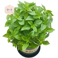 50pcs Herb Garden Seed,Basil, Rosemary,Lemon Grass, Parsley,Thyme Seeds for Planting (Basil)