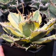 暴牙 嚴龍 龍舌蘭 Agave Titanota 多肉植物