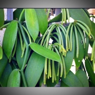 anak pokok vanilla siap polibeg(pokok vanilla matang)