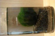 月之守護  小月砂 (粒徑: 約0.2 cm, 200g/包, 綠藻球/綠球藻/ Marimo/毬藻/Cladophora ball 成長專用底砂)