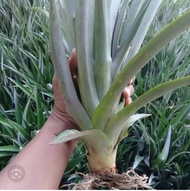 Bibit nanas madu / nanas bogor 200 pcs ( promo)