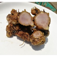 Rizom Bonglai Hitam utk anak benih dan rawatan tradisipnal