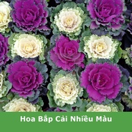 Cabbage flower seeds. ornamental. edible.