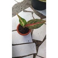 Aglaonema Murah Aglaonema red sunset