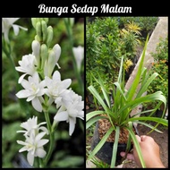 Bibit Bunga Sedap Malam / pohon bunga sedap malam