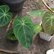 tanaman hias anthurium magnificum / kuping gajah kalong