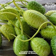 ±5 Biji Benih Timun Gherkin India Barat West Indian Gherkin Cucumber Seed 西印度黄瓜 Burr Gherkin Picklin