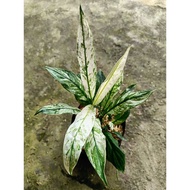 Sindo - Peace Lily Variegated Live Plant VKLUBM7H9I