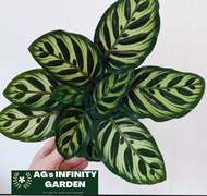 Calathea Makoyana ( Peacock ) Plant with FREE plastic pot  ( indoor Plant , Real Plant Plants for sale and Lowest Price )