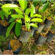 Anak Pokok Durian Duri Hitam