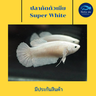 ปลากัด ซุปเปอร์ ไวท์ ตัวเมีย ปลากัดสีขาว พร้อมรัด ไข่แน่น ปลากัดสวยงาม Super White มีประกันสินค้า