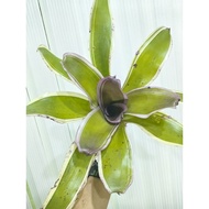 bromeliad neoregelia First Class