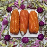 2 pcs dried corn hamster snacks - hamster snacks