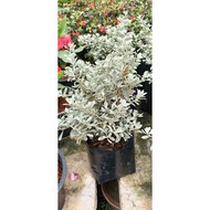 Pokok Texas Sage (Nikodia)